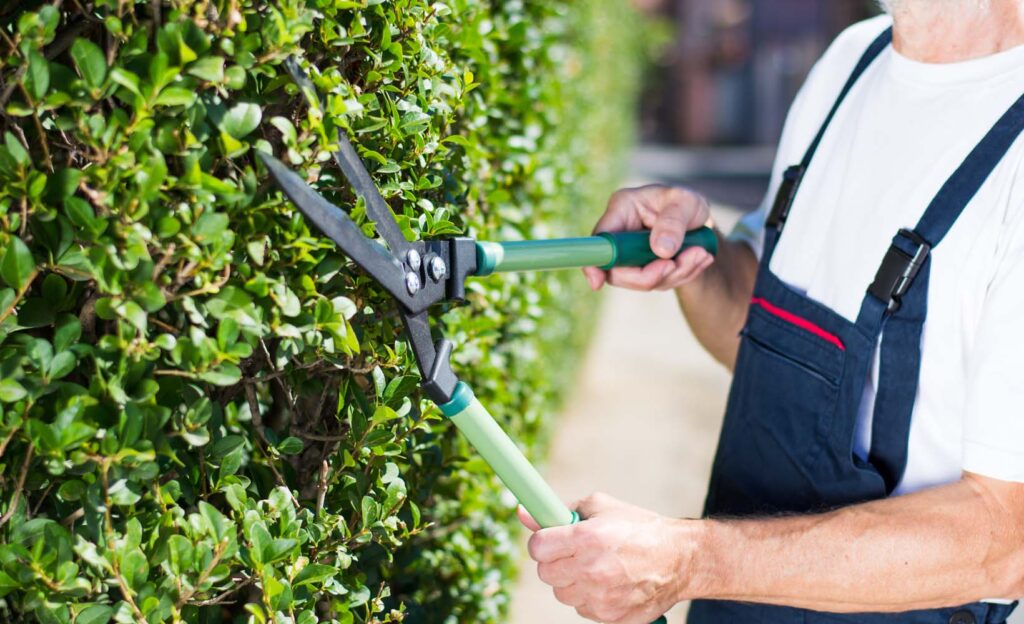 Man Trimming Hedgerow Garden Fence With Gardening Scissors Close