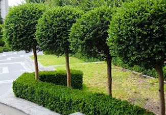 pruning right