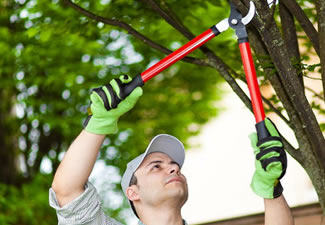 tree triming left