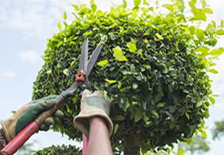 tree triming r